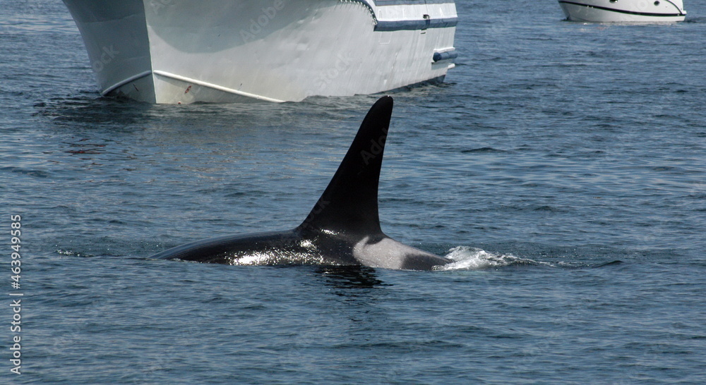 Fototapeta premium Orcas in the Puget Sound