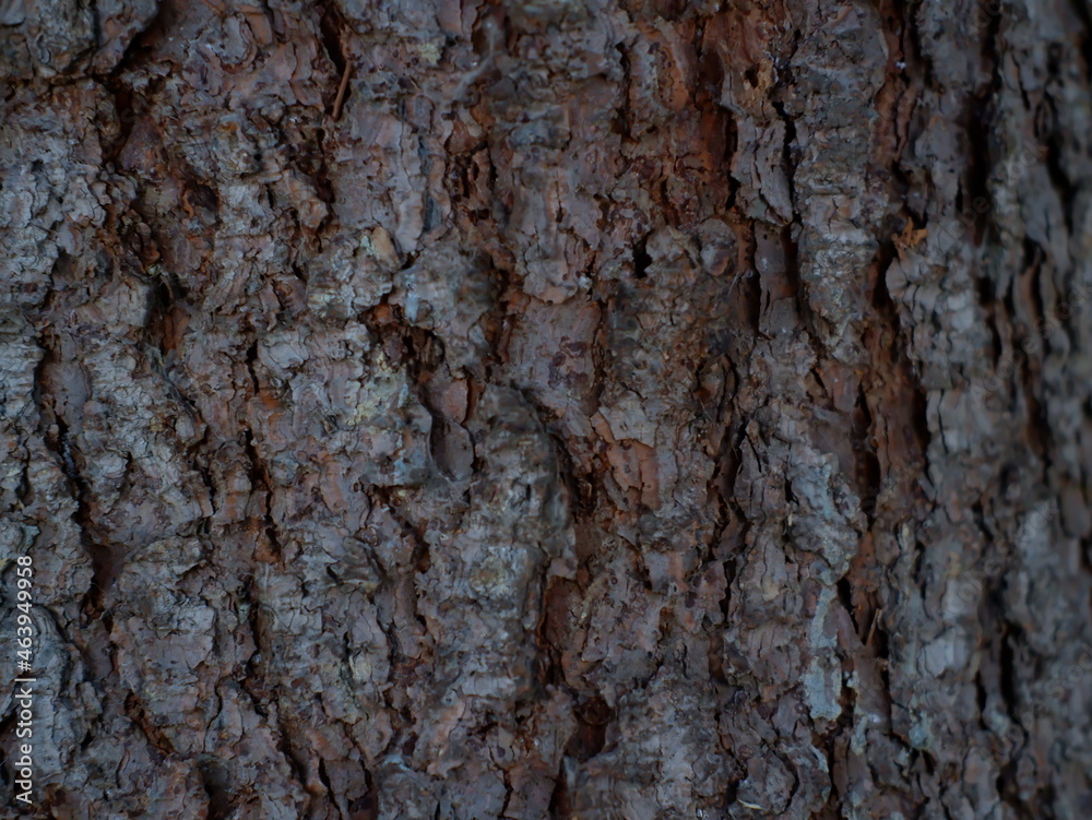 spruce tree spruce tree