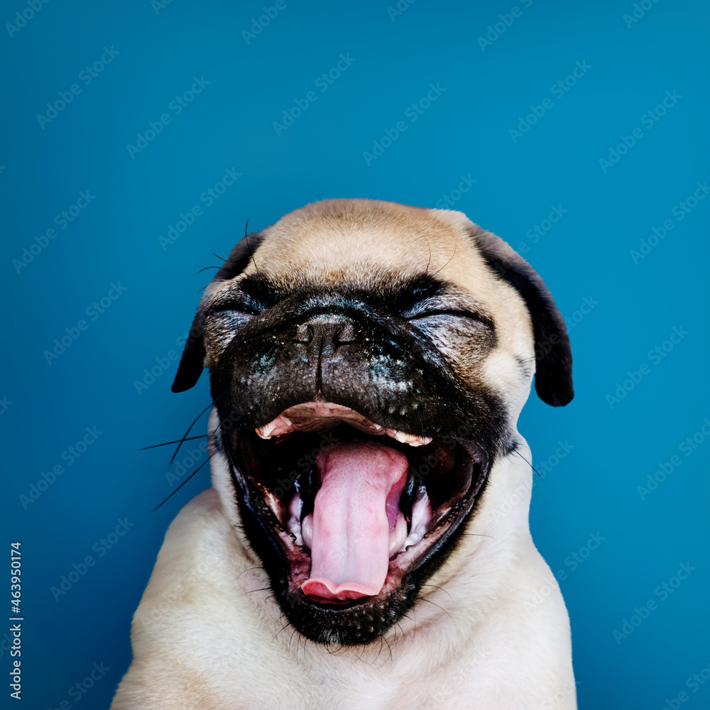 Adorable Pug puppy solo portrait - obrazy, fototapety, plakaty 