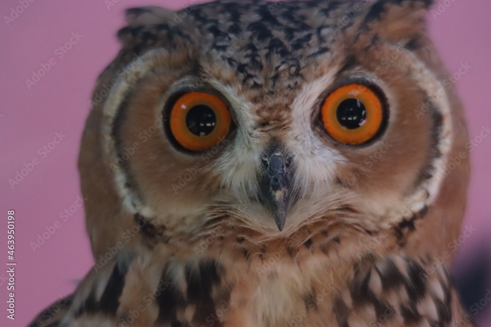 Fototapeta premium Owl