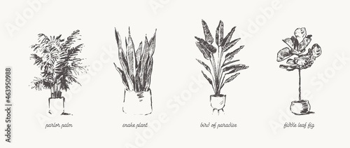 Drawn Home Plants House Greenery pots vector