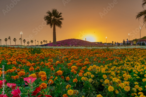 Flower carpet in Yanbu flower show