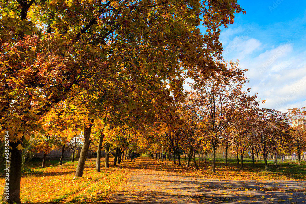 Alley with yellow maple trees in a city park at autumn Alley with yellow maple trees in a city park at autumn