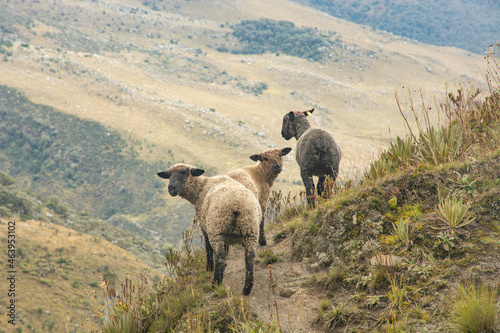 sheep in the colombian mountains