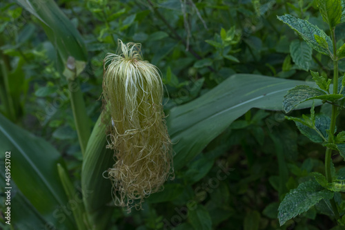 corn silk coming out of a cob on the plant zea mays