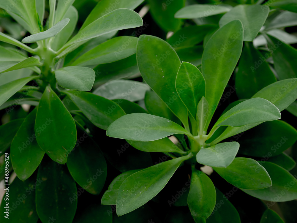 hedge euphorbia leaves with a dark nature theme hedge euphorbia leaves with a dark nature theme