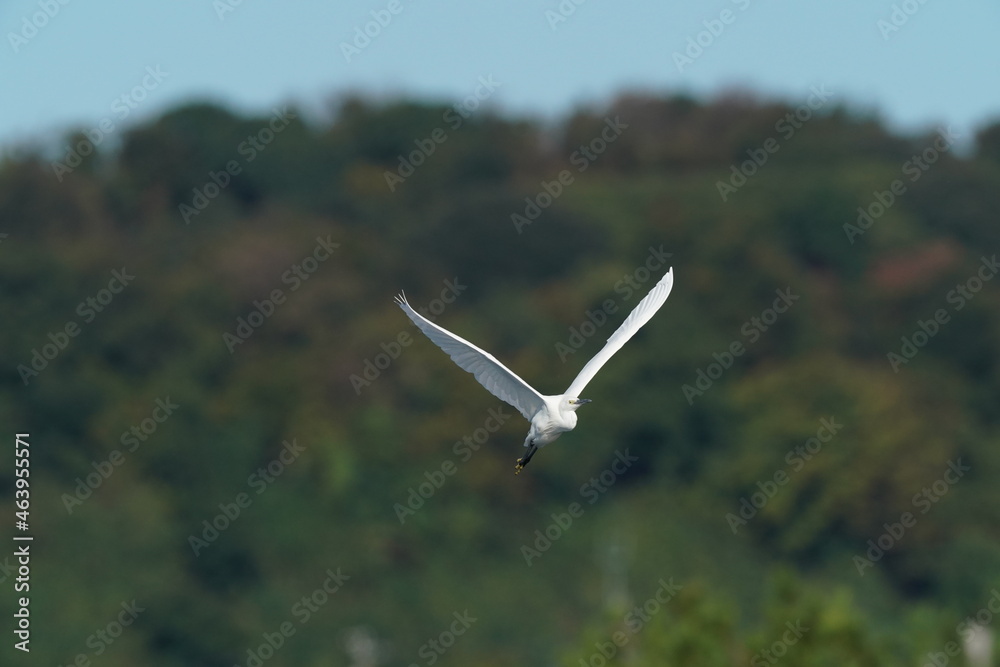 egret in flight