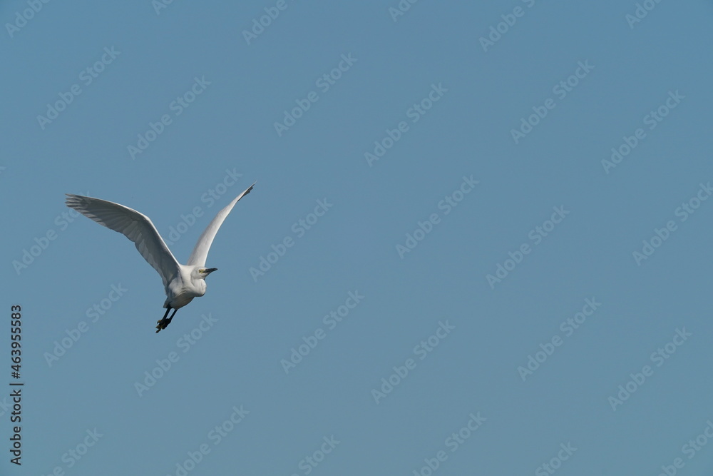 egret in flight egret in flight