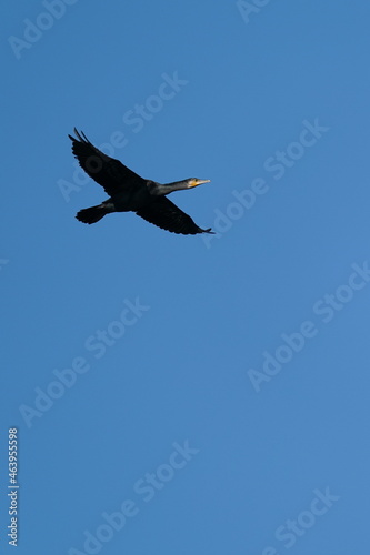 cormorant in flight