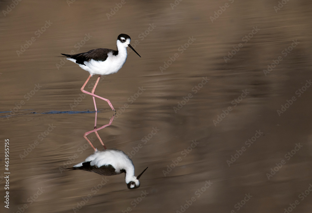 Obraz premium Black necked stilt and its reflection on a mirror-like pond 