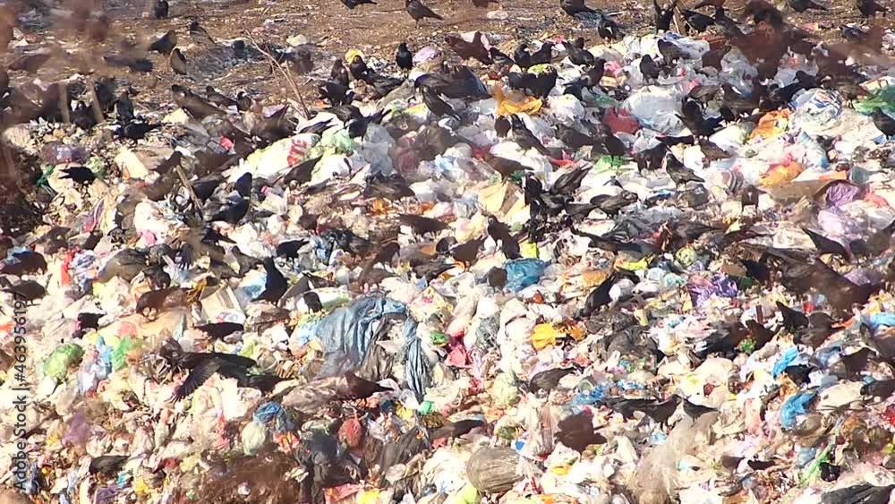 City dump close-up. Crows searching food at city garbage dump. Ecology, waste management concept. Video footage of mass consumption. Many black crows rummage in the garbage at the city dump. City dump close-up. Crows searching food at city garbage dump. Ecology, waste management concept. Video footage of mass consumption. Many black crows rummage in the garbage at the city dump.