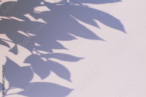 Fototapeta Naklejka Na Ścianę i Meble -  shadow sunlight branches on white wall background texture