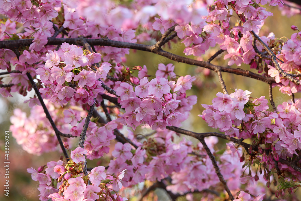 河津桜