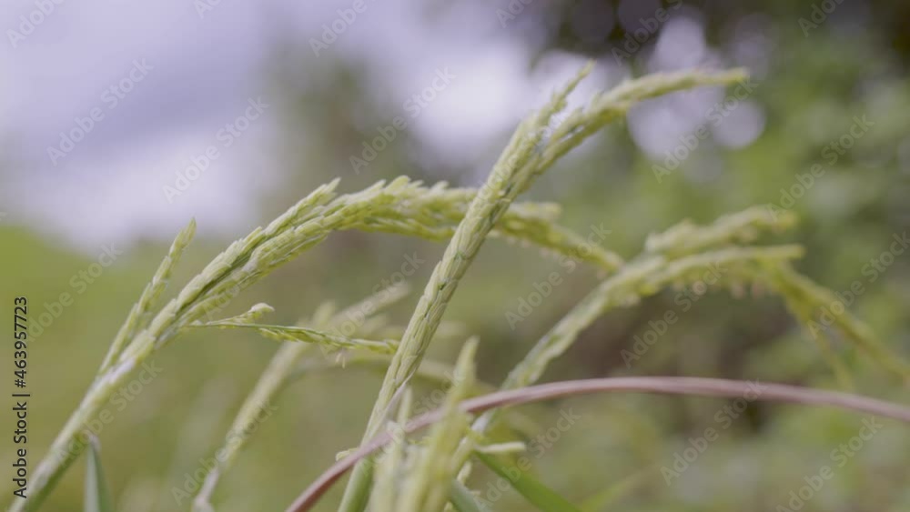 A lovely green field with waving rice stalks in the breeze. A lovely green field with waving rice stalks in the breeze.