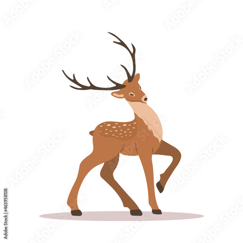 Elegant noble sika deer. Reindeer with antlers on white background. Ruminant mammal animal. Vector illustration in flat cartoon style.