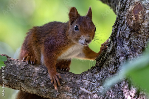 Eichhörnchen © PhotoArt