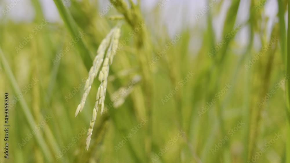 A lovely green field with waving rice stalks in the breeze. A lovely green field with waving rice stalks in the breeze.