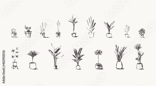 Drawn Home Plants House Greenery pots vector
