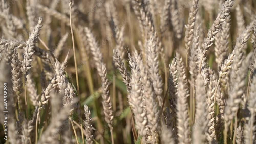 Ears of varietal wheat. Slow motion Ears of varietal wheat. Slow motion