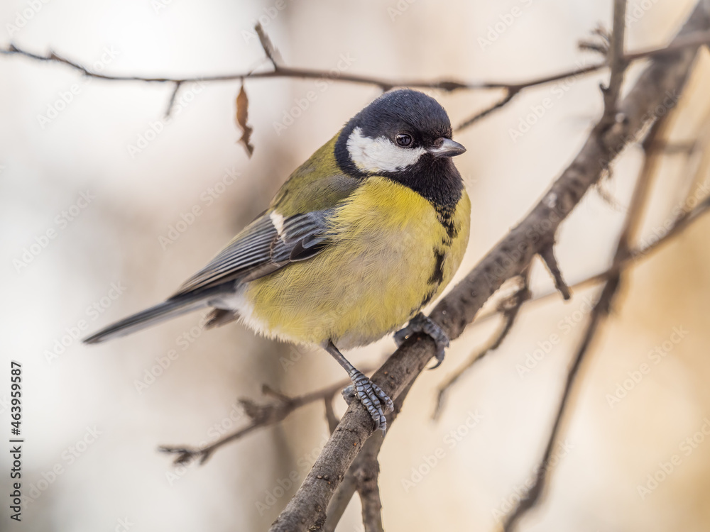 Obraz premium Cute bird Great tit, songbird sitting on a branch without leaves in the autumn or winter.