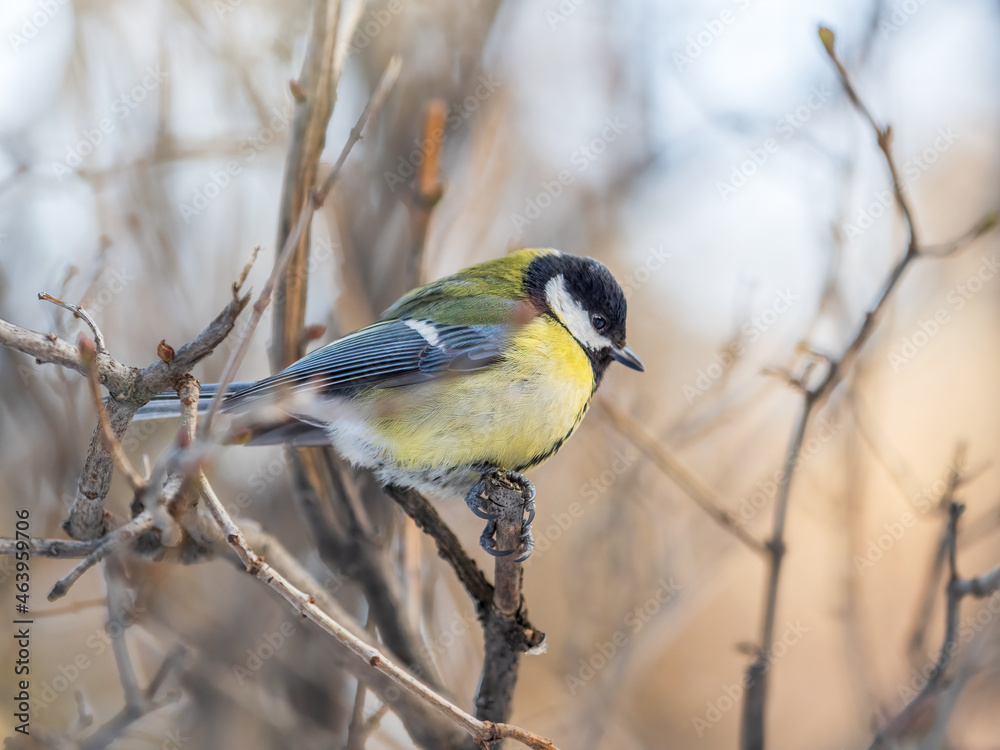 Cute bird Great tit, songbird sitting on a branch without leaves in the autumn or winter. Cute bird Great tit, songbird sitting on a branch without leaves in the autumn or winter.