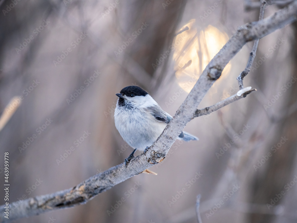 Cute bird the willow tit, song bird sitting on a branch without leaves in the winter.