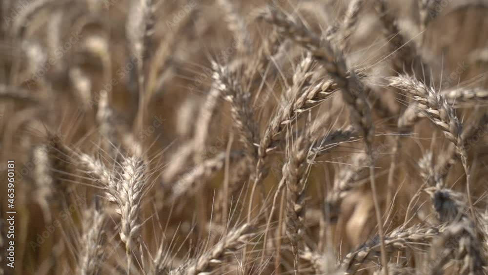 Ears of varietal wheat. Slow motion Ears of varietal wheat. Slow motion