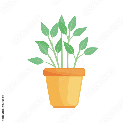 pot plant nature