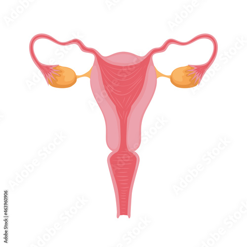 female reproductive system