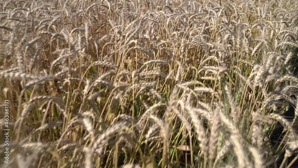 Varietal wheat field. Slow motion Varietal wheat field. Slow motion
