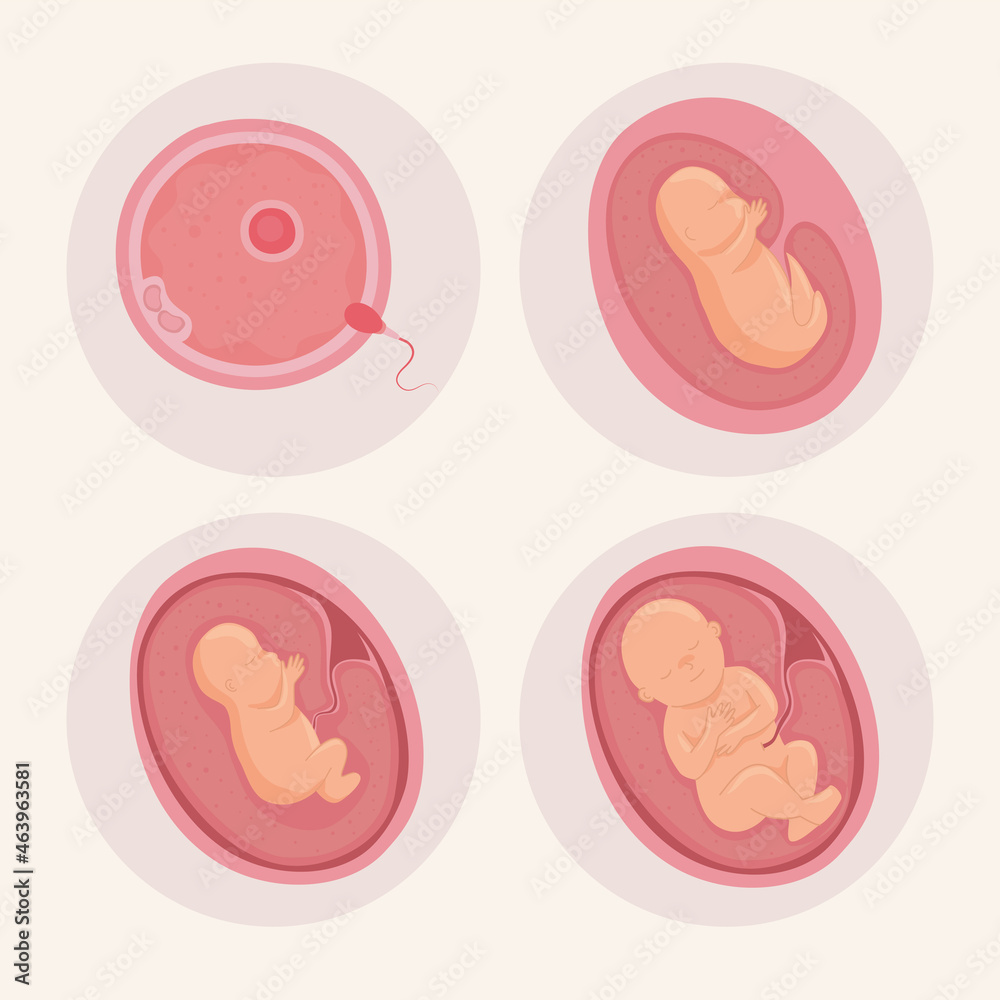 embryo development icons embryo development icons