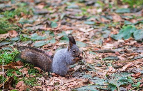 Autumn squirrel with nut on green grass with fallen yellow leaves © Dmitrii Potashkin