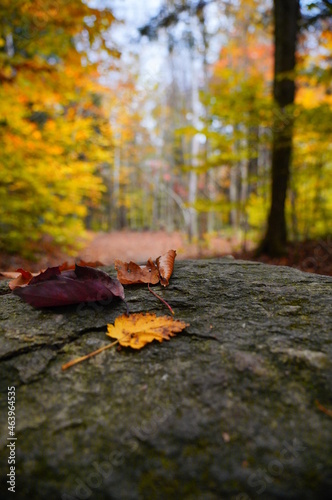 Yellow leaf on Rock in the Forest