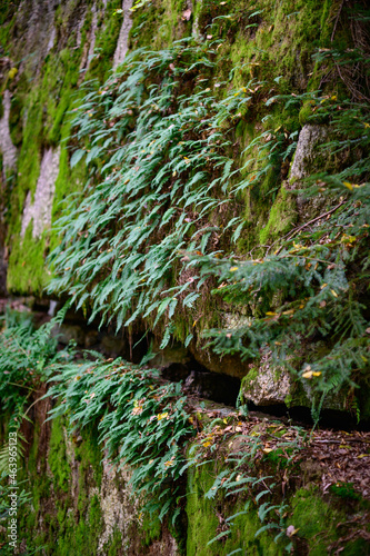 fern Struthiopteris spicant on a rock in the upper austrian valley aisttal near pregarten photo