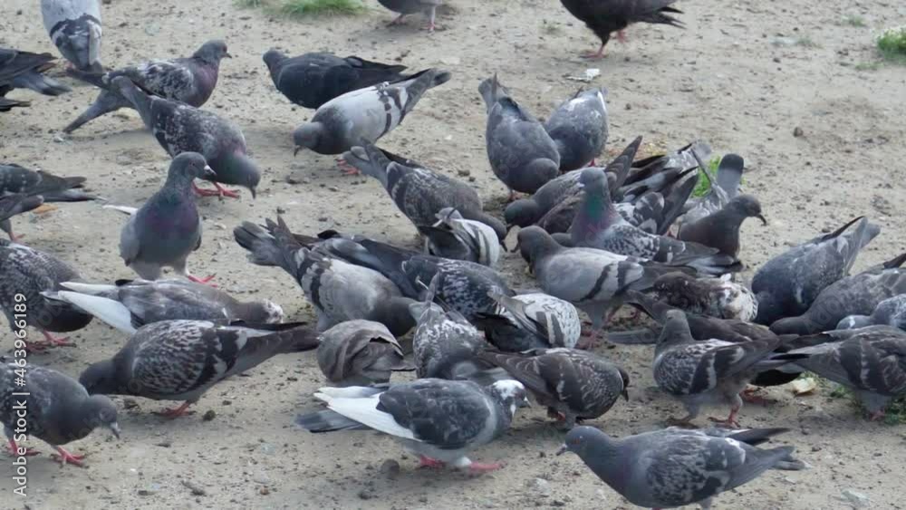 Pigeon birds flock feeding. Many of wild bird animals eat food. Selective focus Pigeon birds flock feeding. Many of wild bird animals eat food. Selective focus