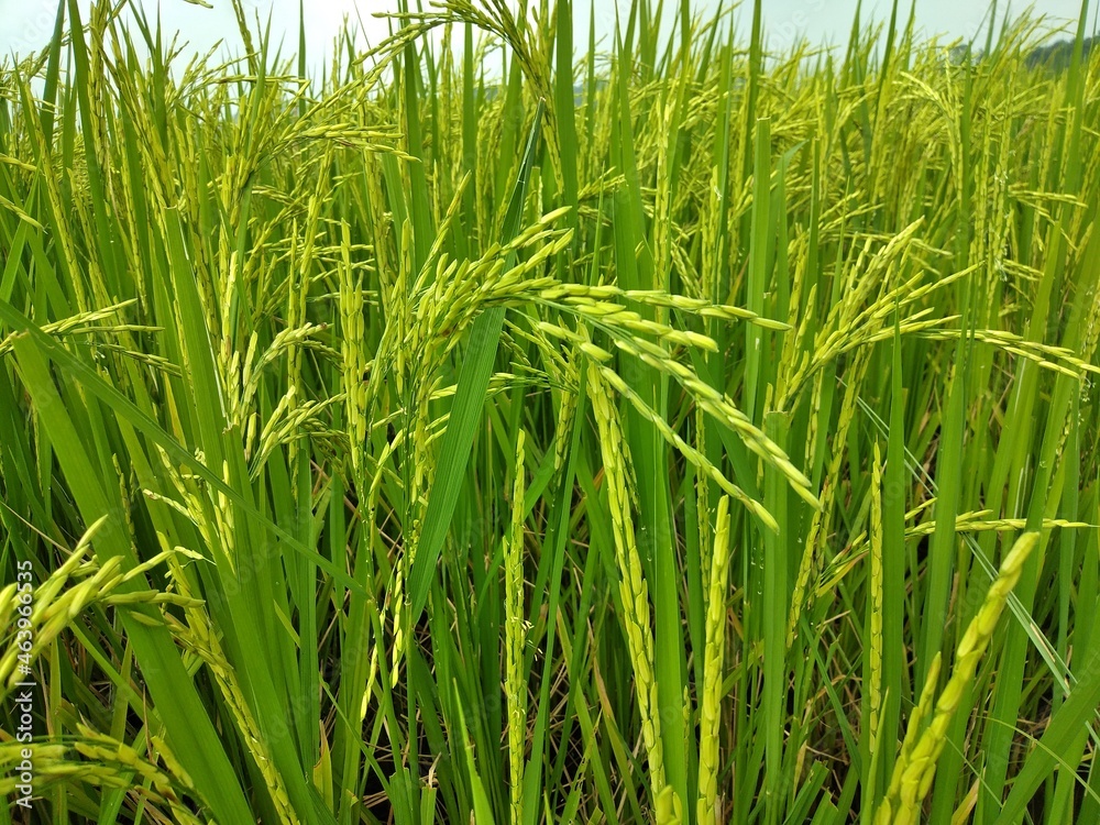 Rice Rice