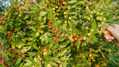 Ripe brown Ziziphus jujuba fruits with leaves on a Chinese date branch. Close-up. Exotic fruit jelly tree. Nature concept. photo