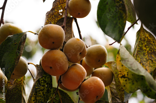 Persimmon fruits grow on tree