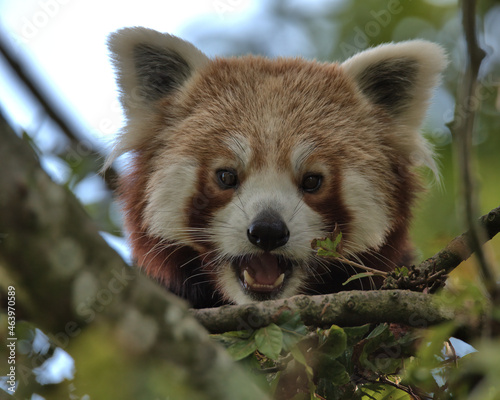 Red panda, Ailurus fulgens in a tree. photo