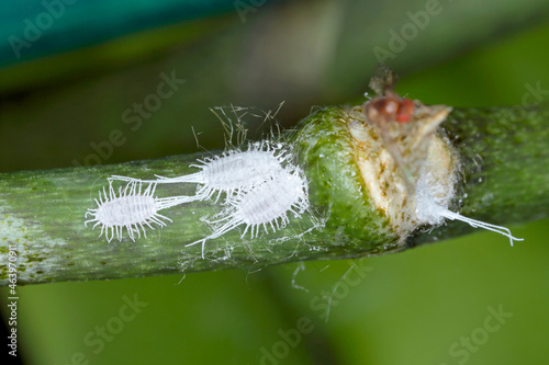 Closeup of a  long-tailed mealybug - Pseudococcus longispinus (Pseudococcidae) on an orchid leaf, mealybugs are pests that feed plant juices. Insect on the orchid. photo