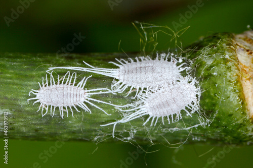 Closeup of a  long-tailed mealybug - Pseudococcus longispinus (Pseudococcidae) on an orchid leaf, mealybugs are pests that feed plant juices. Insect on the orchid. photo