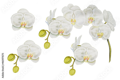 White branch of phalaenopsis orchid watercolor drawn set. Botanical illustration of white flowers and buds on a white background. For wreaths, cards, prints, invitations, business cards and design