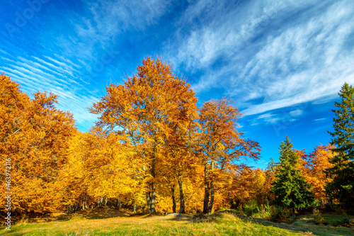 Sunny day - Autumn landscape - big yellow orange trees in autumnal forest
