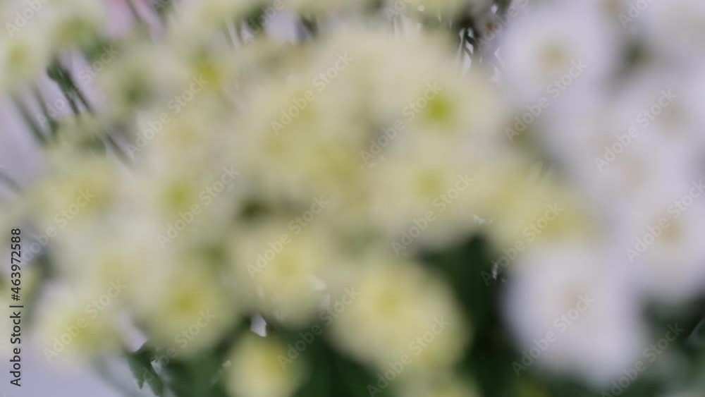 Camera moving trough bouquet of daisies. blurry flowers Camera moving trough bouquet of daisies. blurry flowers