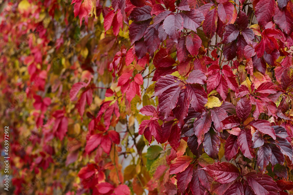 Red leaves of maiden grape selective focus in the foreground. Autumn bright backgrounds. Red leaves of maiden grape selective focus in the foreground. Autumn bright backgrounds.