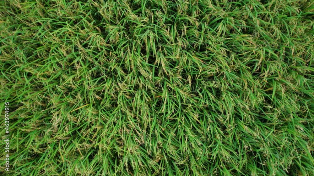 4K Aerial view of agriculture in rice fields for cultivation. a green rice field waving in the wind, Green rice plants growing. Natural the texture for background
4K Aerial view of agriculture in rice fields for cultivation. a green rice field waving in the wind, Green rice plants growing. Natural the texture for background