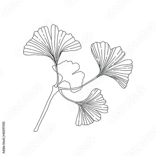 Black and white Ginkgo (Ginkgo biloba). Can be used for postcards, invitations, advertising, web, textile and other.