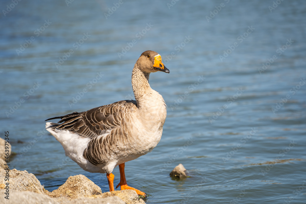 The greylag goose (Anser anser) stands on the shore of the lake. The greylag goose (Anser anser) stands on the shore of the lake.