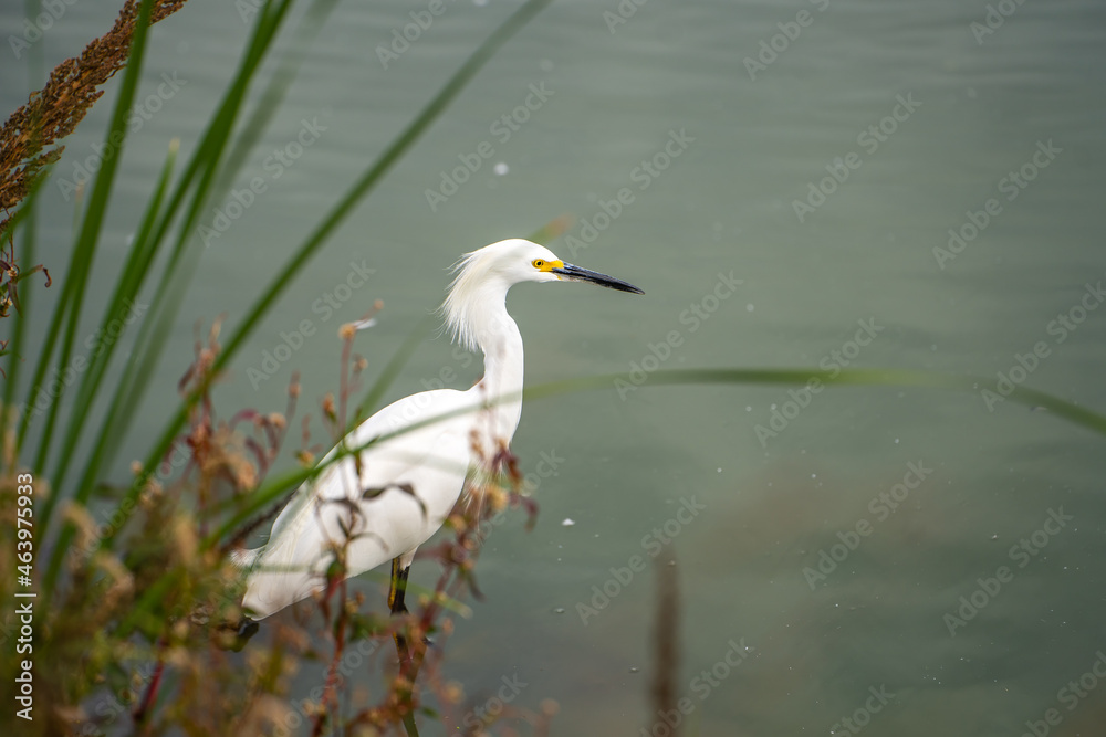 Snowy egret (Egretta thula) stands in the lake. Snowy egret (Egretta thula) stands in the lake.