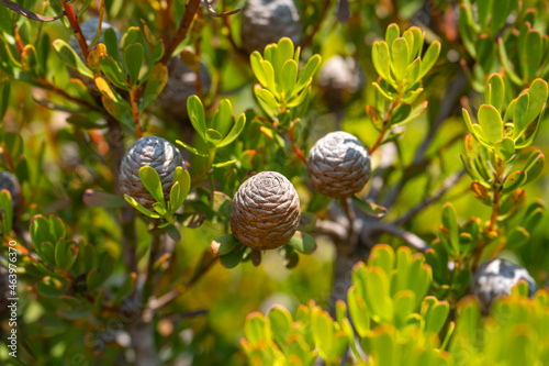 Close-up of Leucadendron cones (Silver-ball Conebush) photo